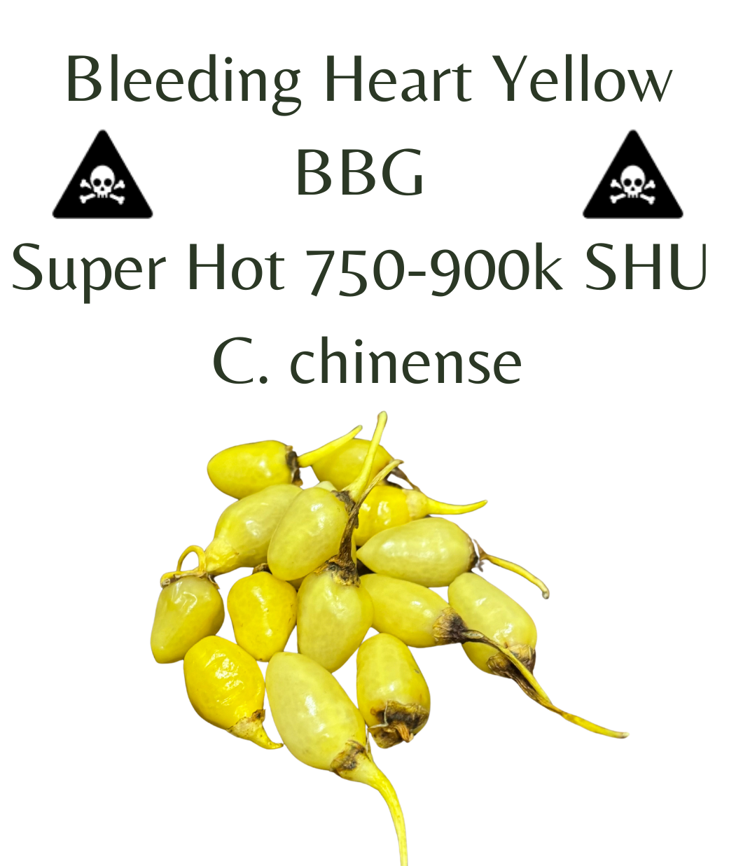 Bleeding_Heart_Yellow_BBG_Chilli_Seeds_10_seeds