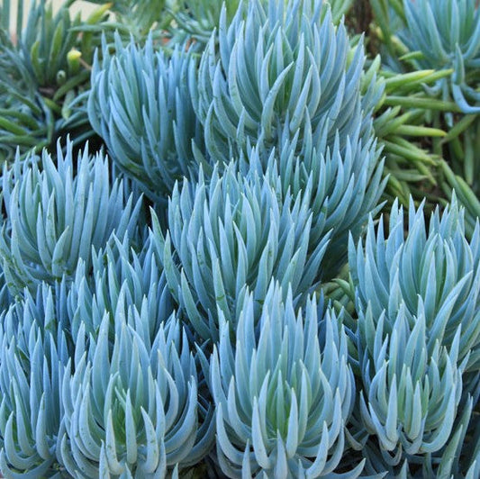 Senecio Serpens | Blue Chalksticks