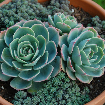 Echeveria Imbricata | Blue Rose