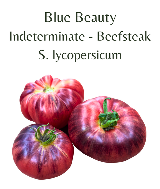 Blue_Beauty_Tomato_10_seeds