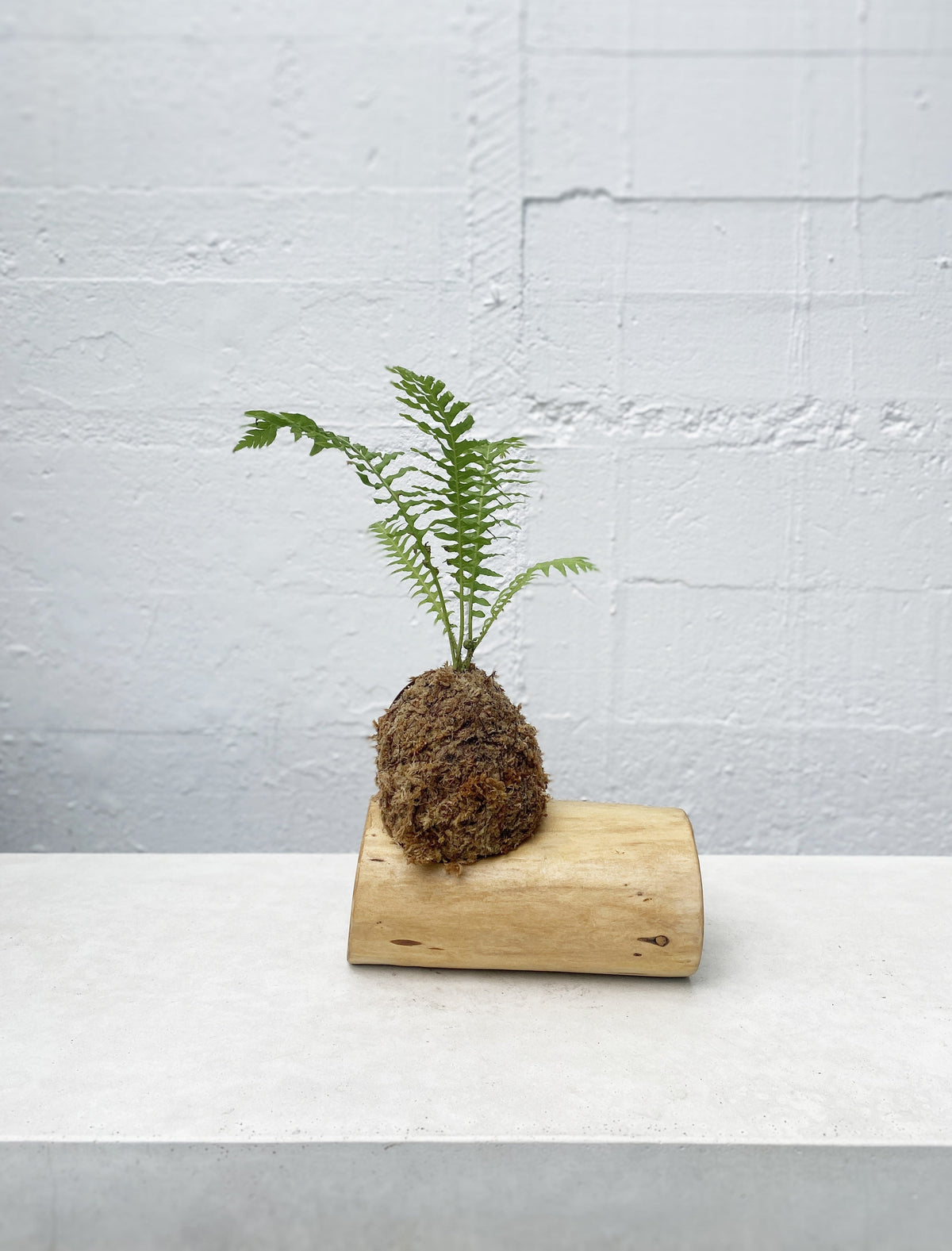 Boston Fern kokedama