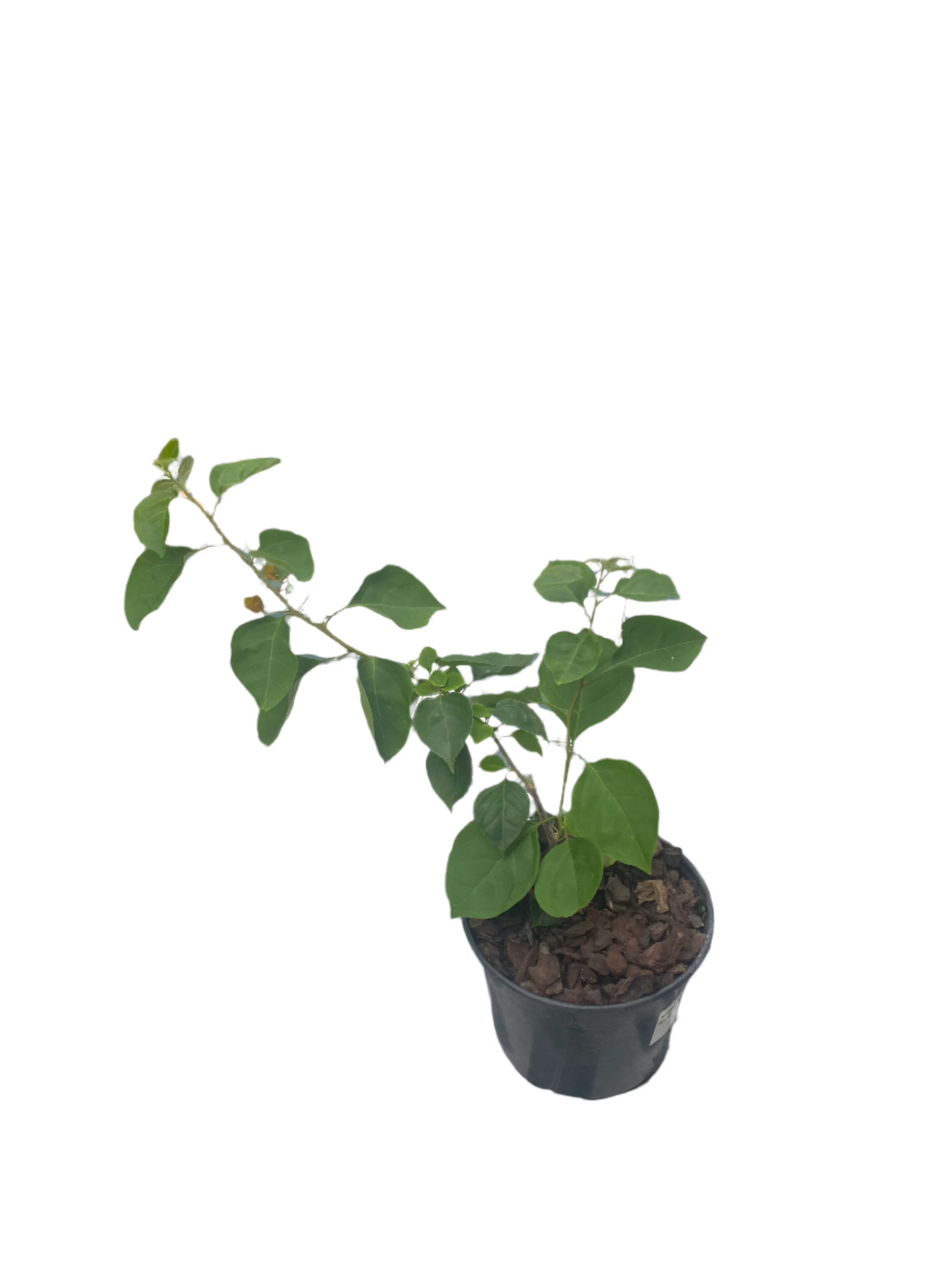 Bougainvillea 'Gold Doubloon' (Double Bracts)