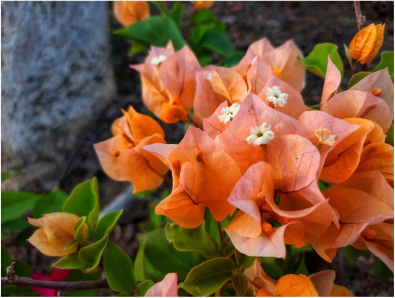 Bougainvillea 'Tango' 2ltr