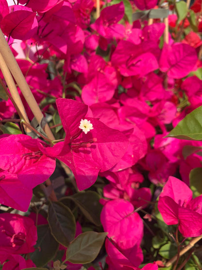 ?!label-Indicative photo