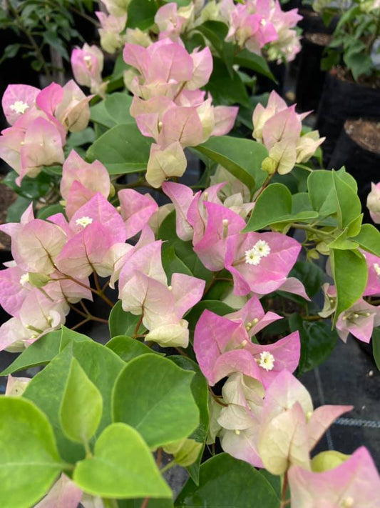 Bougainvillea 'Bridal Bouquet'