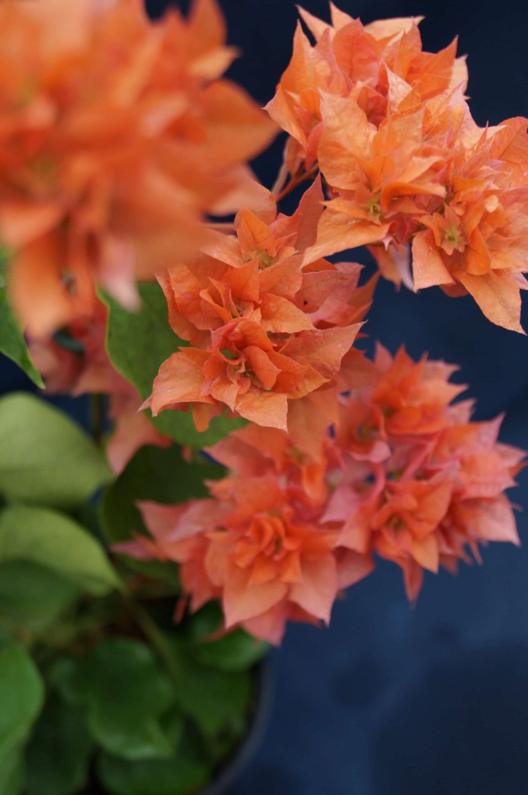 ?!label-Indicative photo