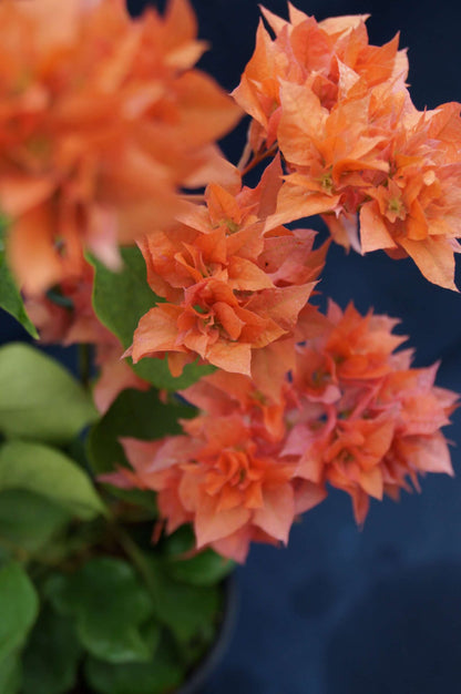 ?!label-Indicative photo