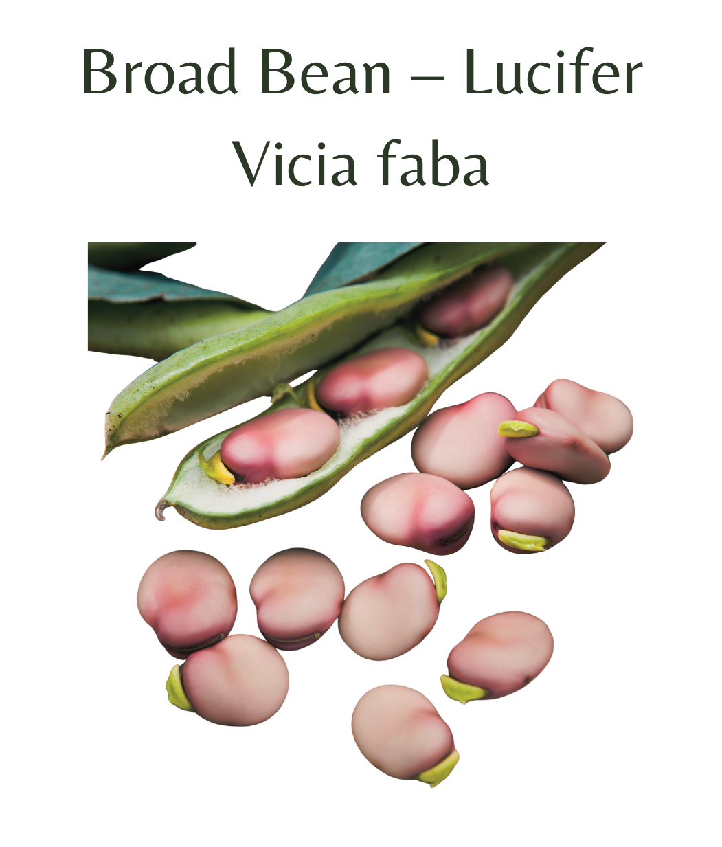 Broad_Bean__Lucifer_30_seeds