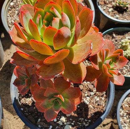 Aeonium Bronze Medal