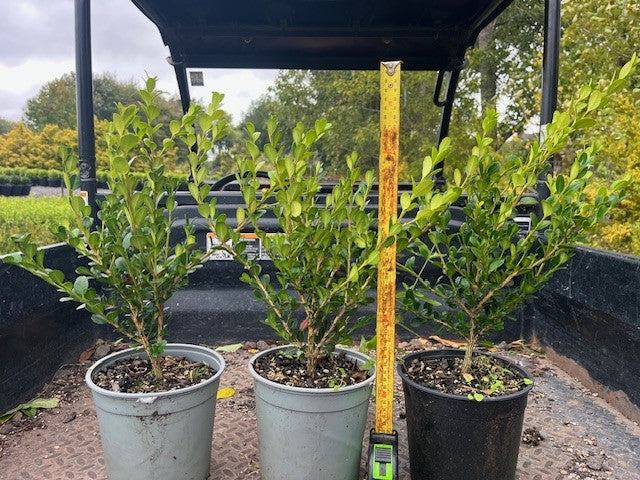Buxus Green Gem Globes