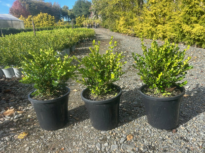 Buxus Green Gem Globes