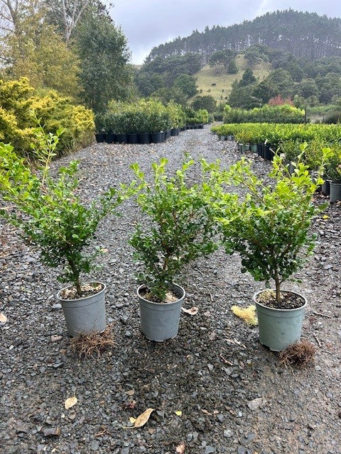 Buxus Microphylla Cones