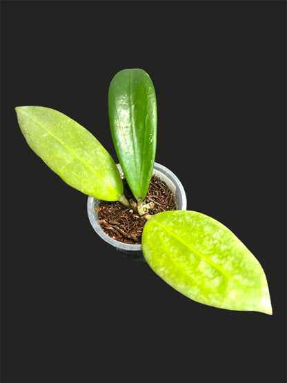 Hoya sp. Laos, Rare