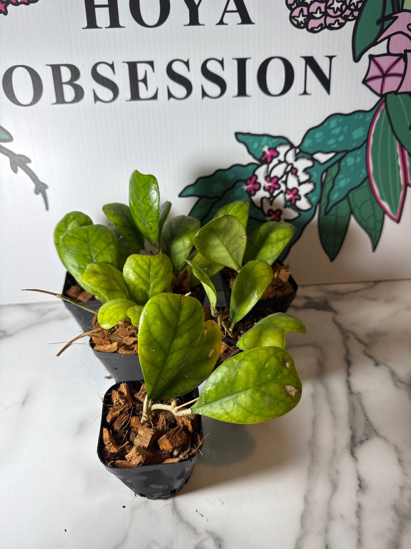 Hoya deykea