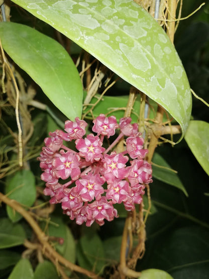 Hoya verticillata (NR-01)