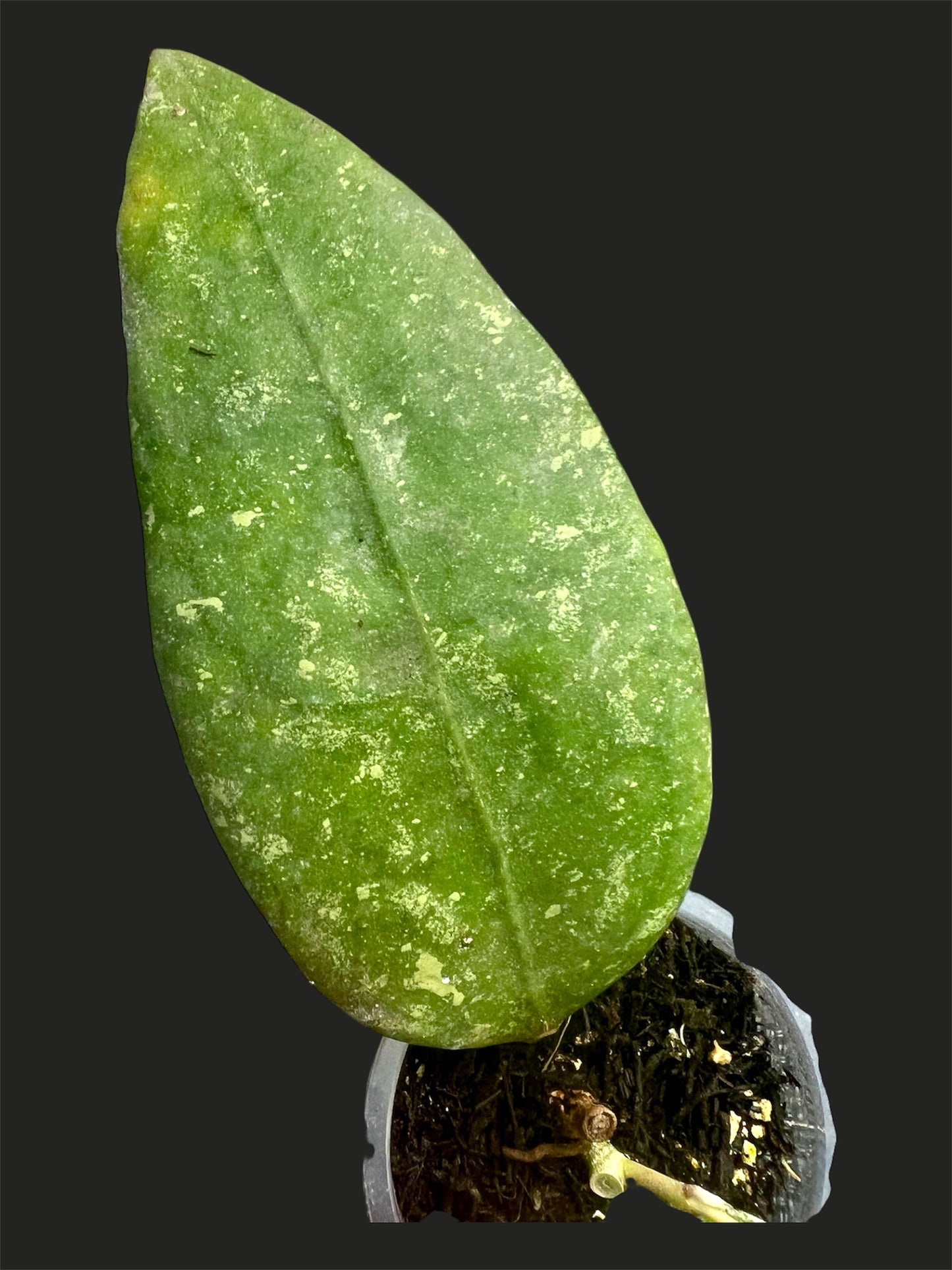 Hoya sp. Ko Chang island IML 1508 , Very Rare