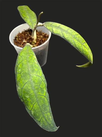 Hoya UT 073, Very Rare