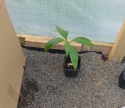 Mango Seedling (Small) Indian 'Kesar' Variety