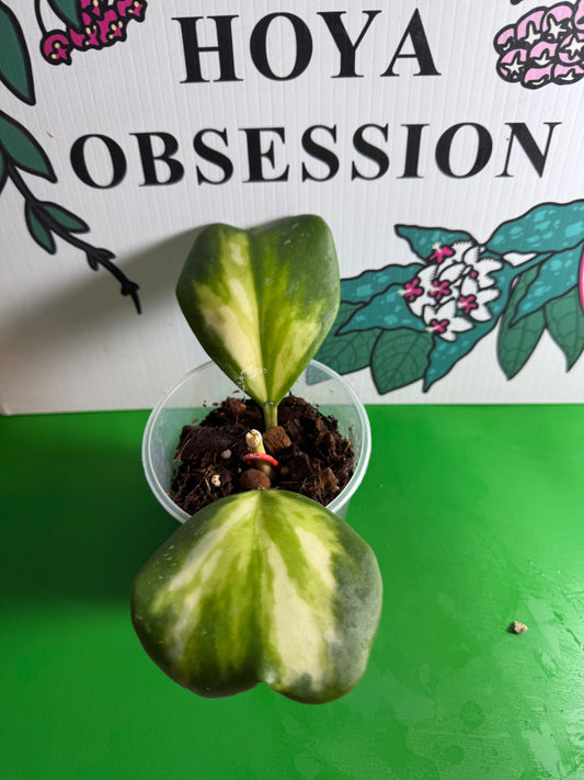 Hoya kerrii (Inner variegated) - Cuttings