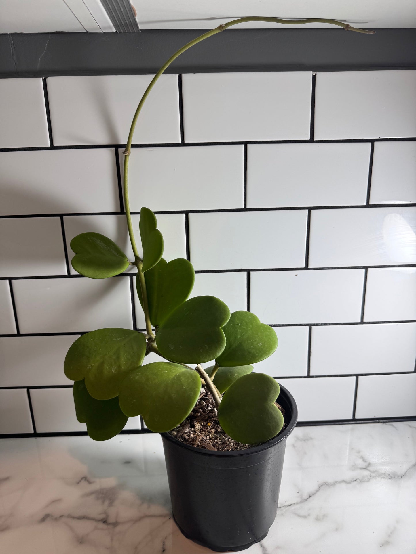 Hoya kerrii (Green form)