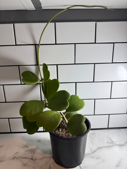 Hoya kerrii (Green form)