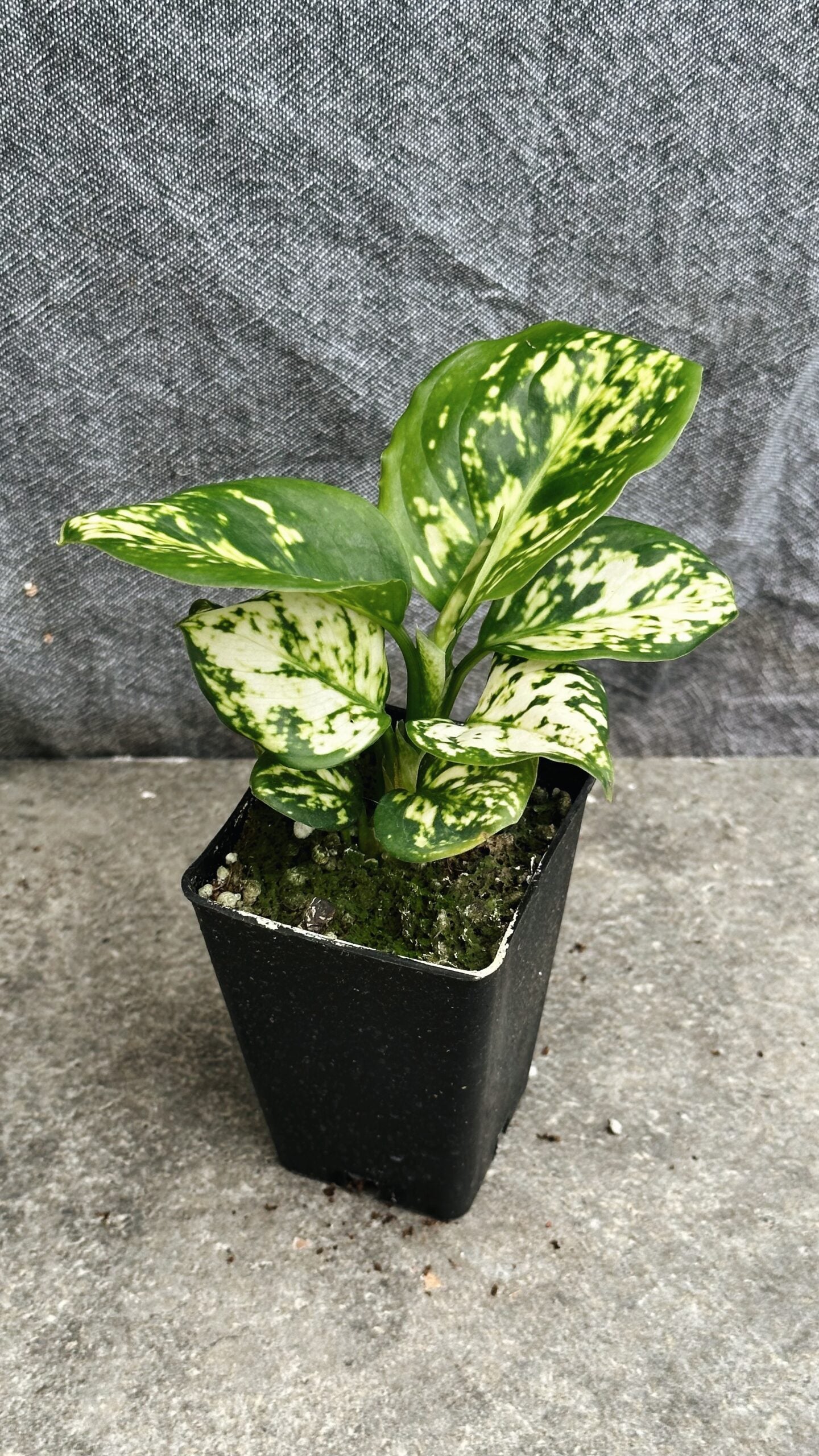 Aglaonema White jade