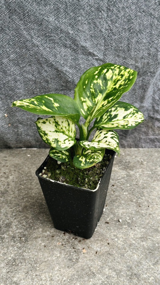 Aglaonema White jade