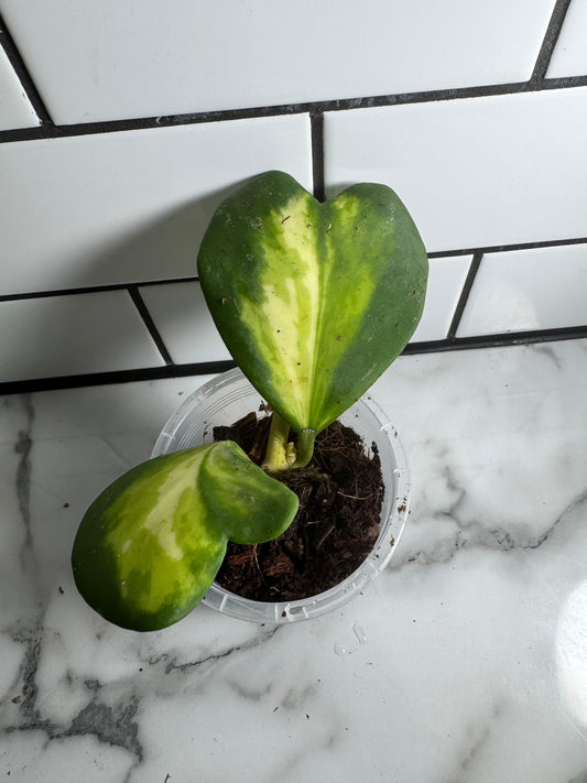 Hoya kerrii (Inner variegated) - Cuttings