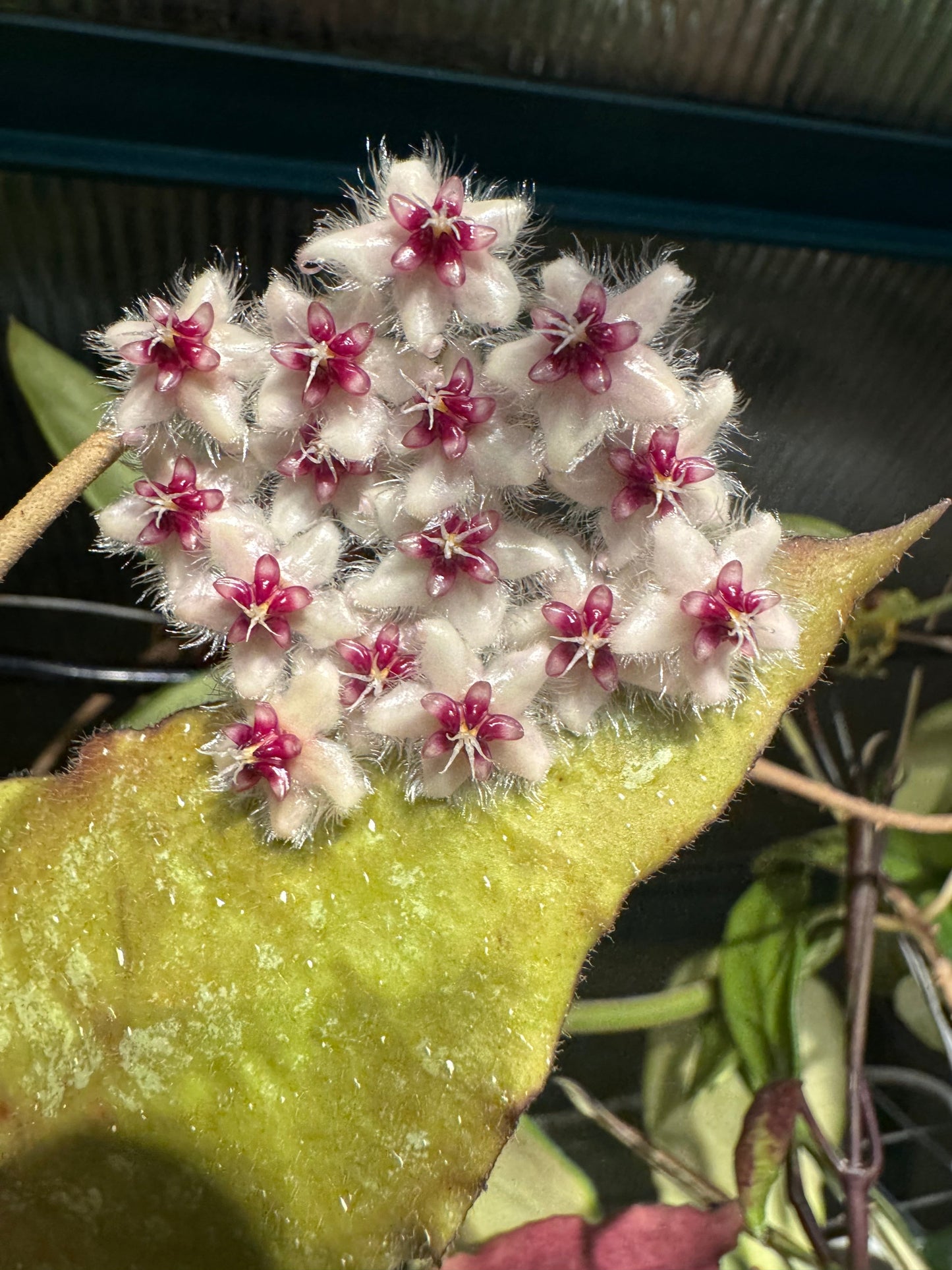 Hoya caudata - (Big Leaves)
