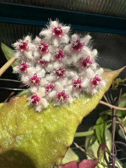 Hoya caudata - (Big Leaves)