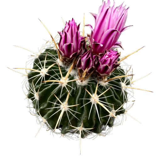 Stenocactus multicostatus 'WAVE CACTUS'