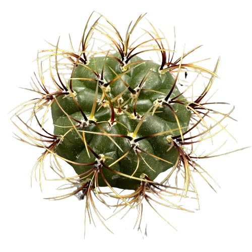 Matucana 'AUREIFLORA'