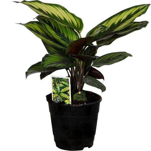 Calathea ornata 'Beauty Star'