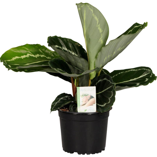 Calathea roseopicta 'Green Goddess'