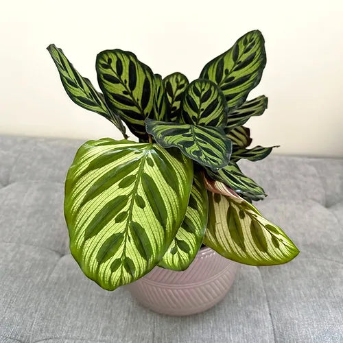 Calathea 'Makoyana'