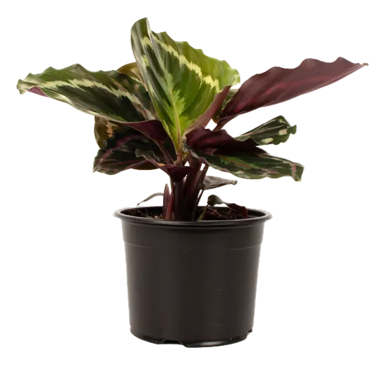 Calathea 'Medallion' 14cm