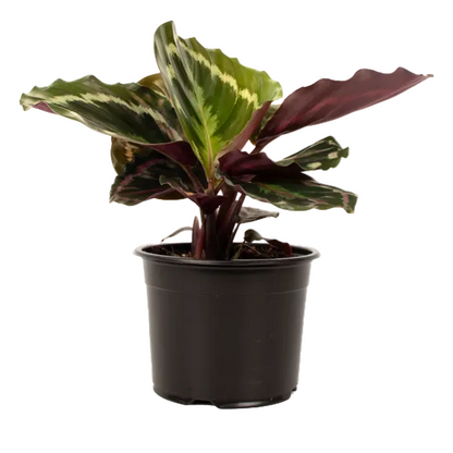 Calathea 'Medallion' 14cm