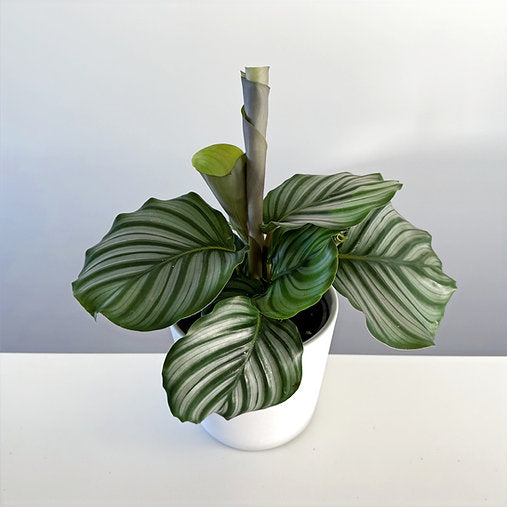 Calathea Orbifolia 14cm