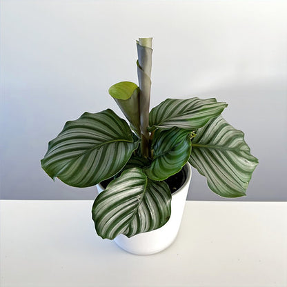 Calathea Orbifolia 14cm