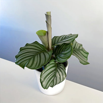 Calathea Orbifolia 14cm