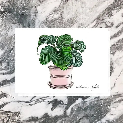 Calathea Orbifolia Greeting Card