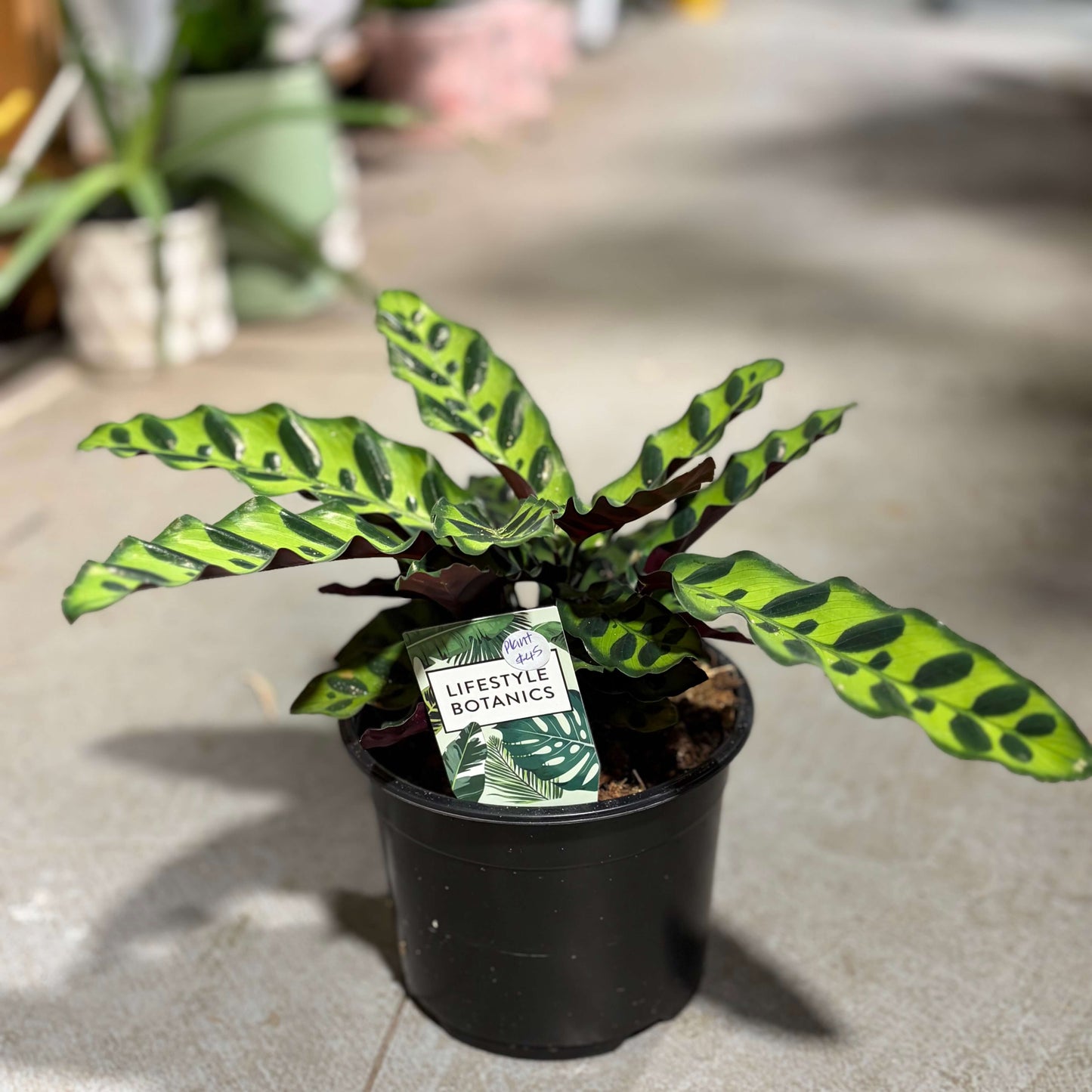 Striking Rattle Snake Plant NZ Calathea Insignus
