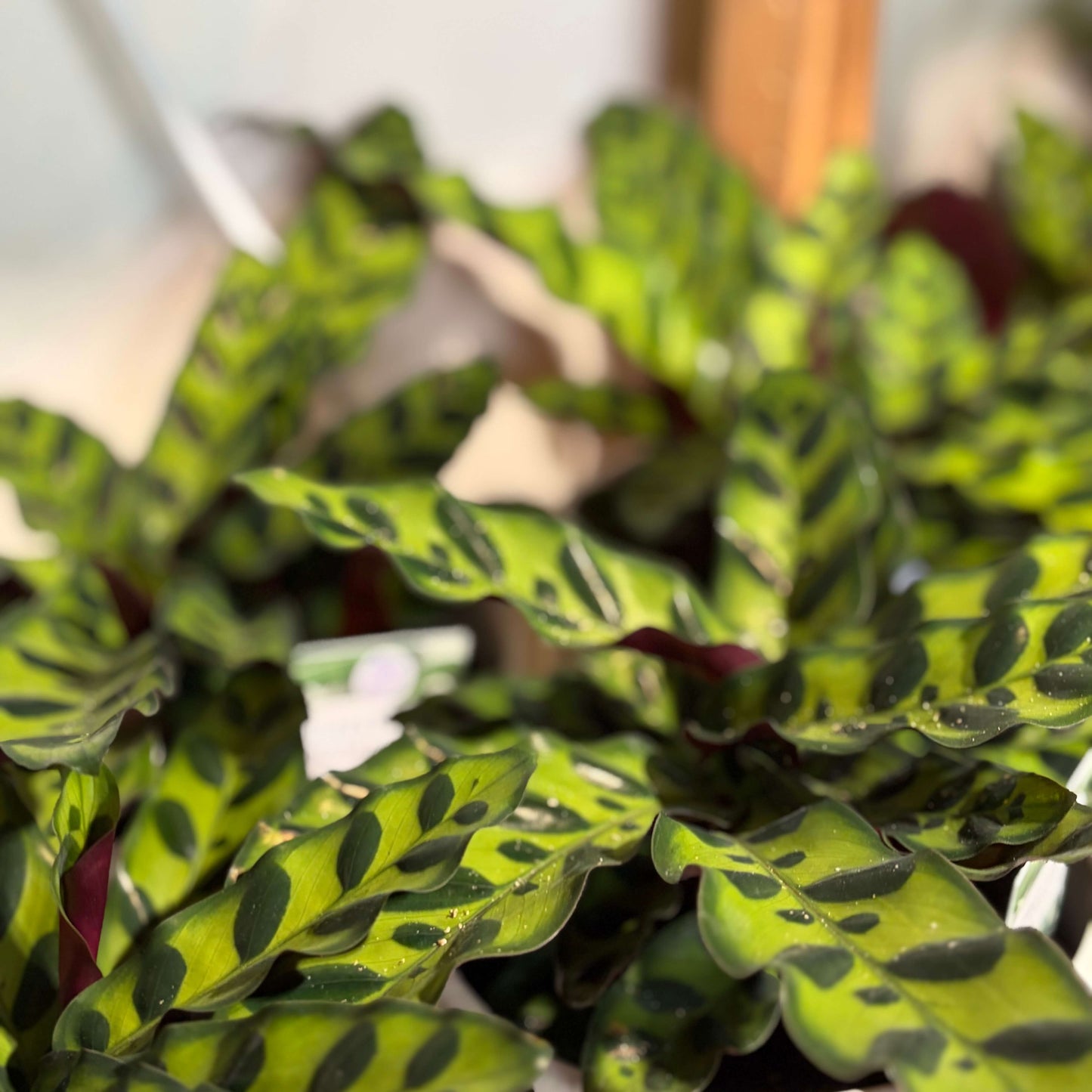 Close-up of a patterned houseplant with bright yellow-green leaves featuring dark green to black spots and some reddish-purple undersides, photographed indoors with a softly blurred background.