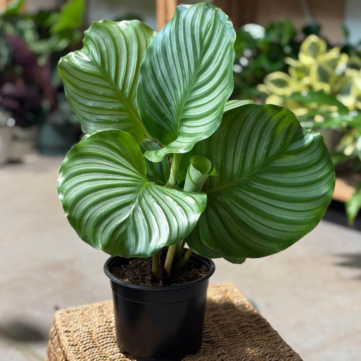 Non Toxic Indoor Plant Orbifolia NZ