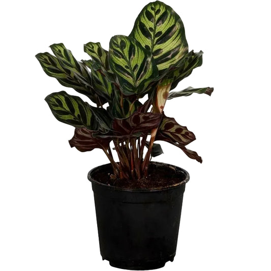 Calathea makoyana 'Peacock'