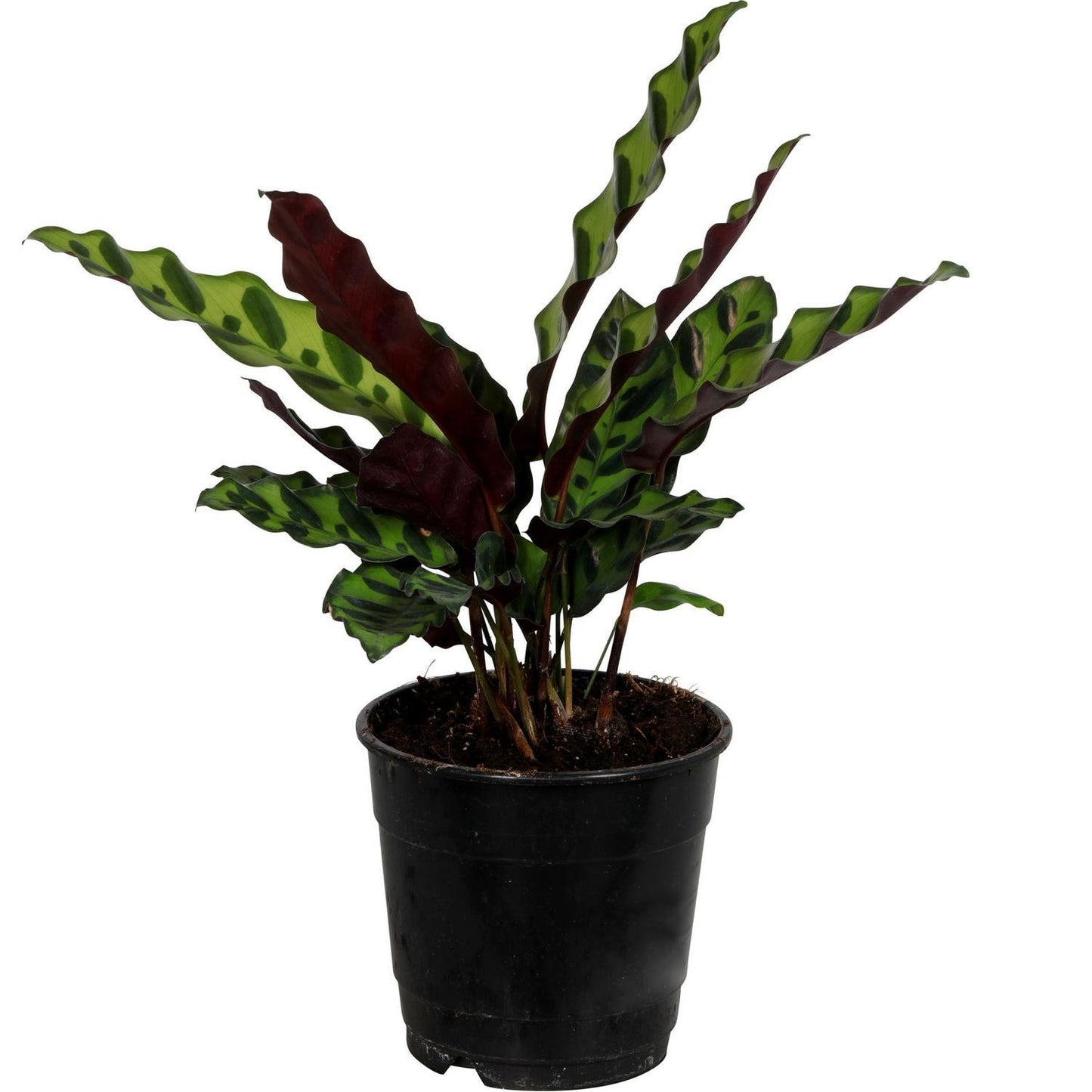 Calathea insignis