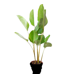 हवाना सिगार प्लांट<br> <i>कैलाथिया लुटिया</i>