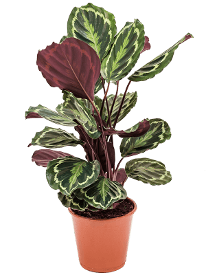 Calathea 'Medallion'