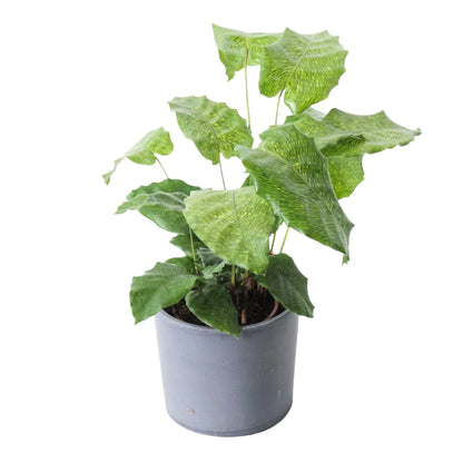 Calathea musaica 'Network'