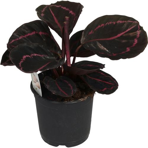 Calathea roseopicta 'Dottie'